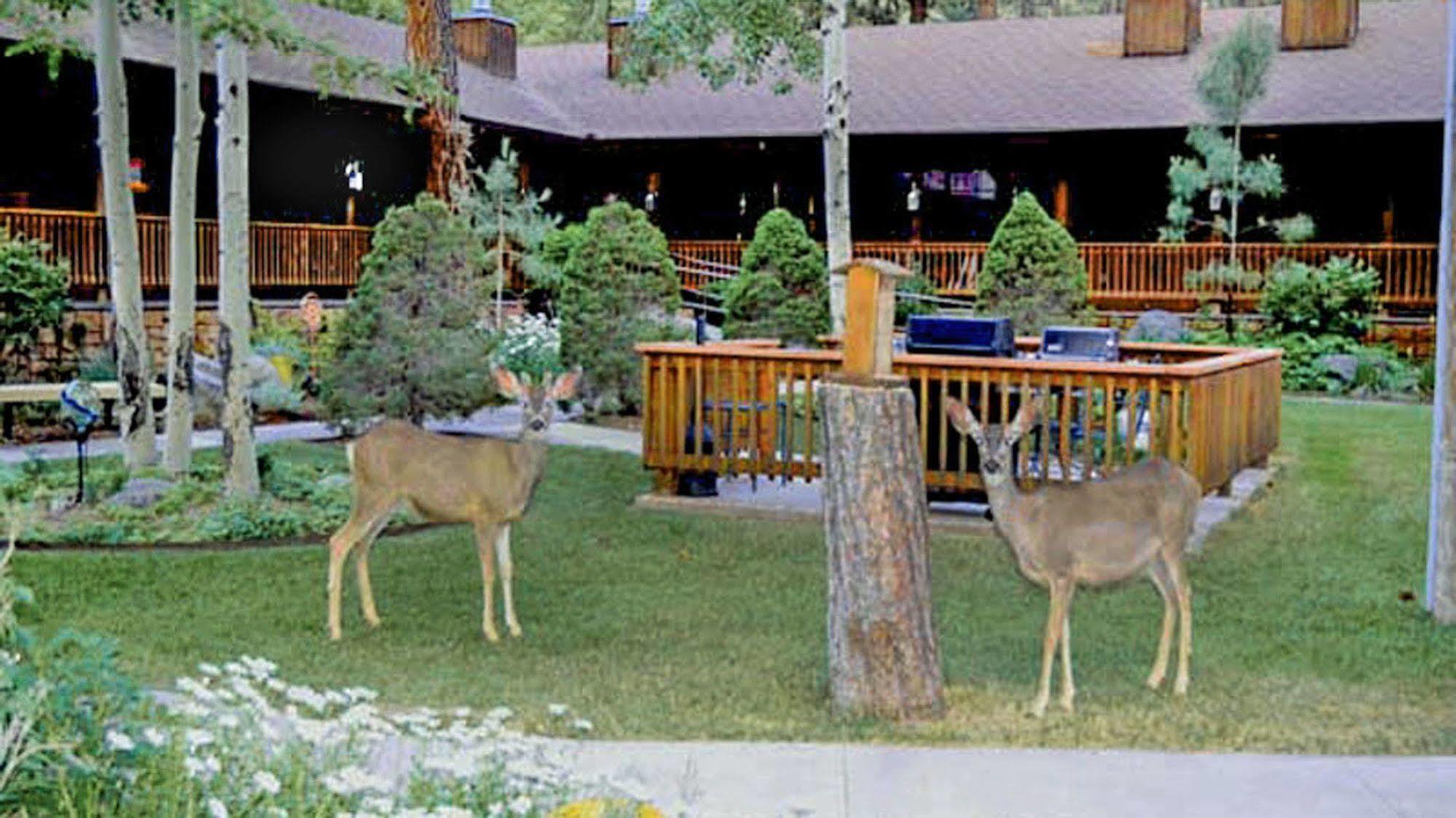 Shadow Mountain Lodge And Cabins ルイドソ エクステリア 写真